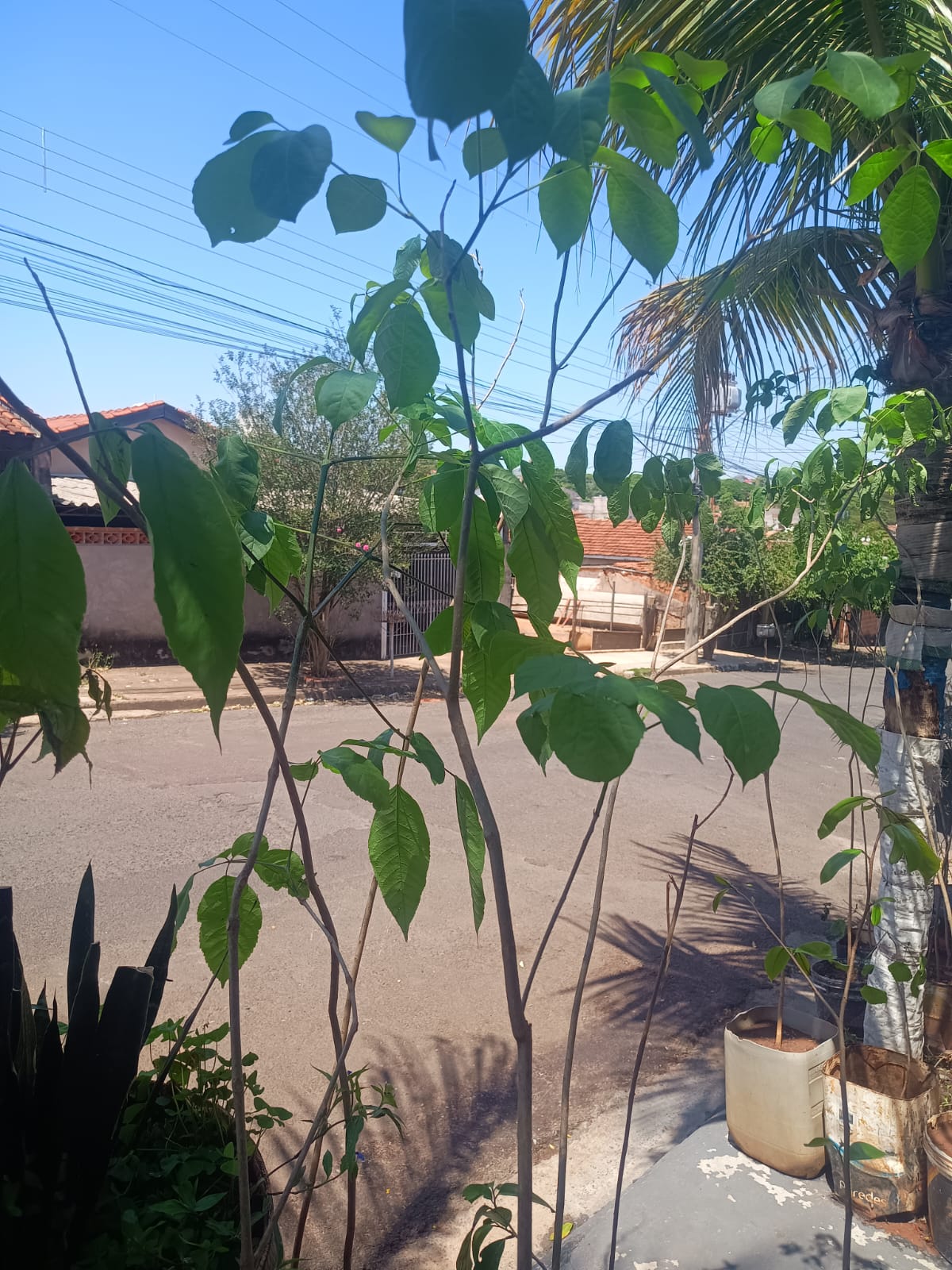 Mudas Florestais