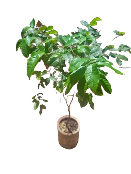 Árvores Frutíferas