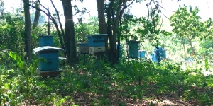Apiário com colmeias
