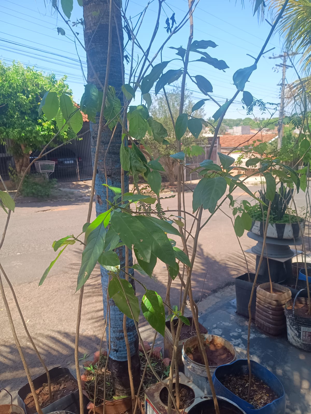 Plantas Nativas