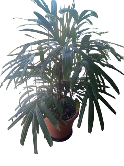 Plantas Ornamentais